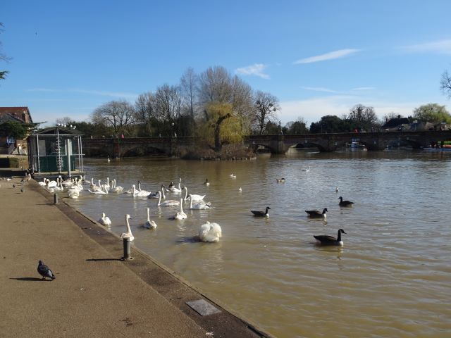 Swans on the Avon
